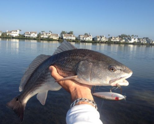 A nice Redfish caught on an artificial lure during an inshore charter.