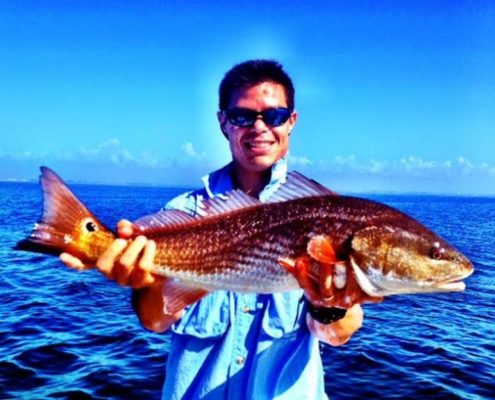A gorgeous Redfish. Caught off of Anna Maria Island.