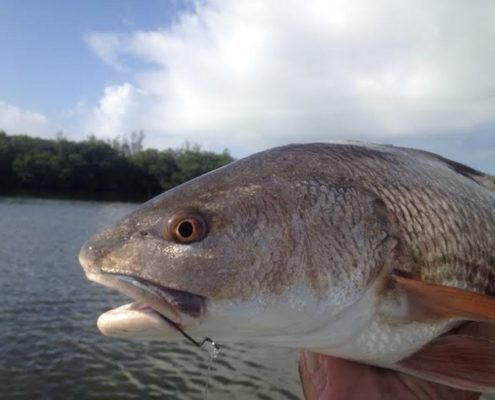 Beautiful Redfish caught inshore on artificial bait.