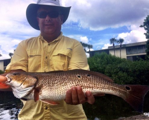 A nice Redfish caught in Sarasota.