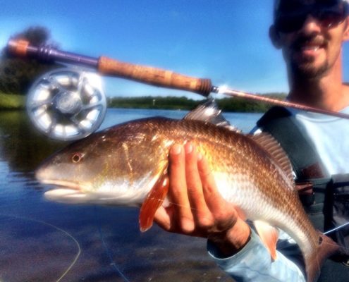 A rewarding Redfish caught on fly. Targeted in the backwaters of Sarasota bay.