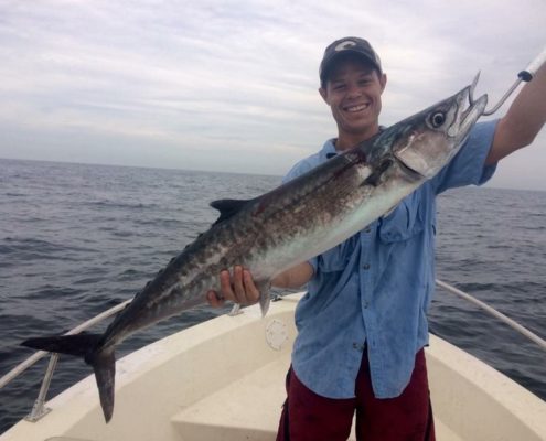 These big Kingfish put up a great fight. They can be found offshore of Anna Maria Island.