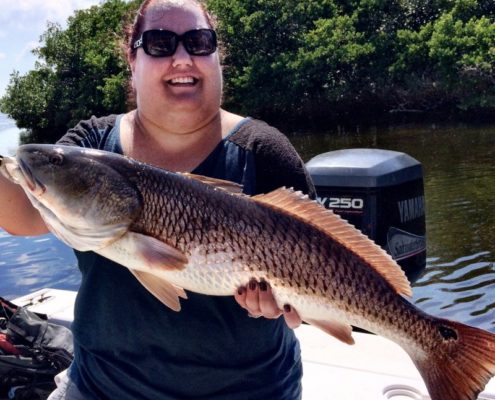 An oversized Redfish in the backwaters of Sarasota Bay.