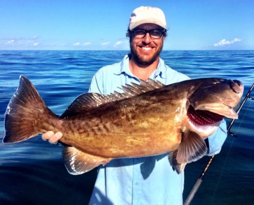 A great eating fish! This Gag Grouper was caught off of Anna Maria Island on live pinfish.