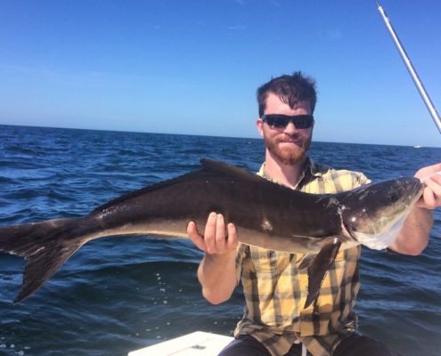 A great tasting Cobia! Caught off the beaches of Anna Maria.