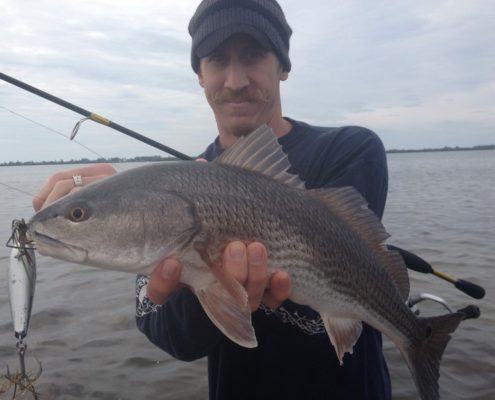 A Redfish caught on a topwater plug in Sarasota Bay.