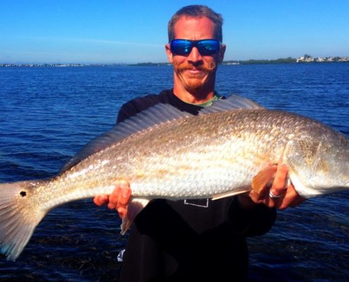 A Big Bull Redfish caught in Sarasota Bay on an inshore fishing charter.