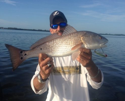 A perfect Redfish caught on a topwater lure. This fish was landed in Sarasota Bay.